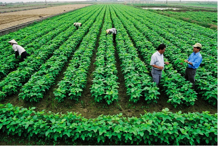 Kinh doanh gì ở nông thôn? Trào lưu trốn thành thị về nông thôn kinh doanh