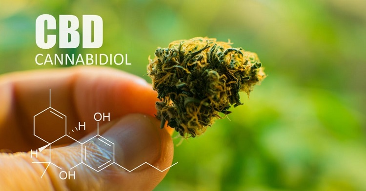 Tìm hiểu về CBD là gì và những sự thật cần biết về tinh dầu CBD