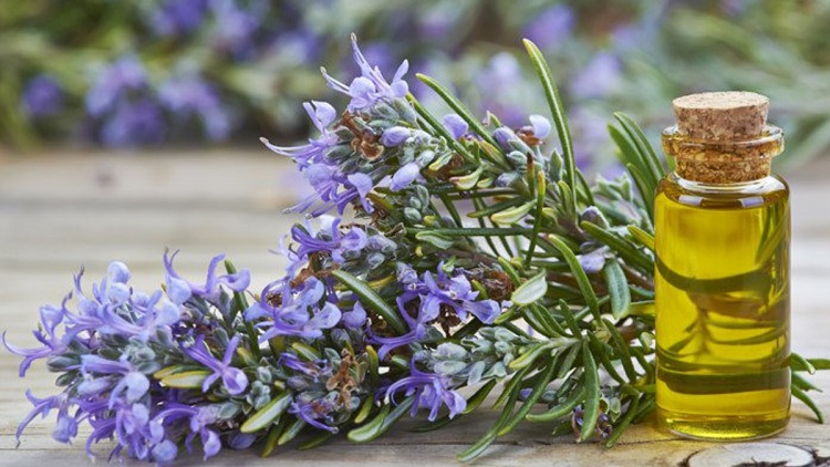 Tinh dầu hương thảo là gì? Cách dùng tinh dầu hương thảo hiệu quả