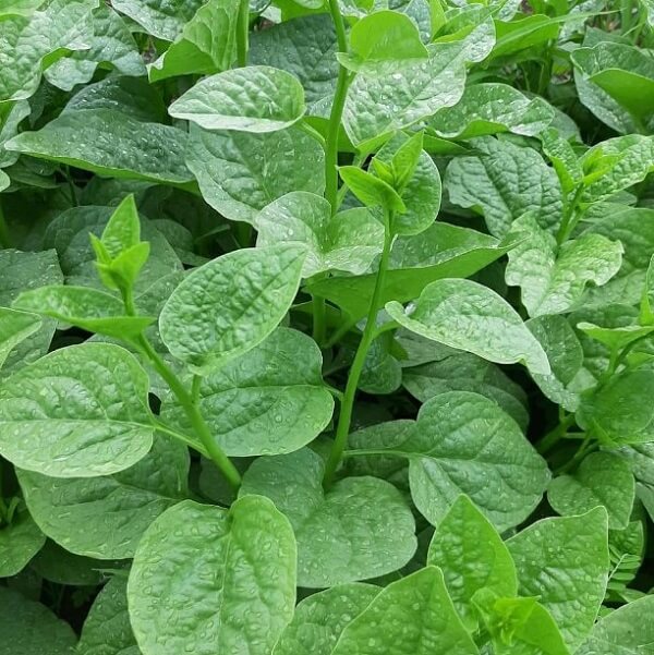 Rau mồng tơi là rau gì? Công dụng là gì? Lưu ý khi dùng rau mồng tơi là gì?