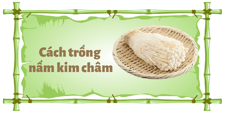 Thành phần dinh dưỡng nấm kim châm? Các tác dụng nấm kim châm chữa bệnh cần biết