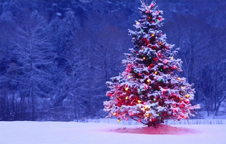 Cây thông Noel và ý nghĩa đặc biệt mỗi dịp Giáng sinh đến