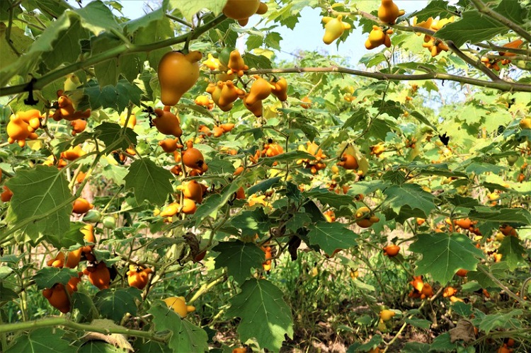 Trái dư là quả gì? Có ăn được không? Những công dụng của loại quả này