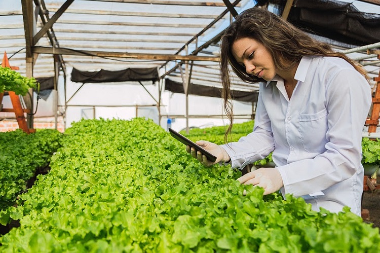 Kỹ sư nông nghiệp: Thu nhập cao đến đâu? Học trường nào, thi khối gì?