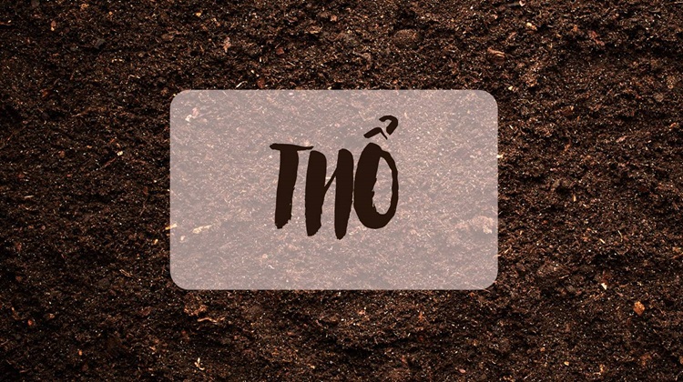 Top các cây hợp với mệnh Thổ? Tại sao nên trồng cây phong thủy trong nhà?