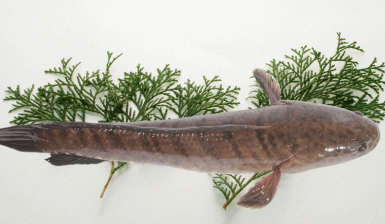 Giải mã chi tiết giấc mơ thấy cá lóc? Thông điệp từ giấc mộng này là gì?