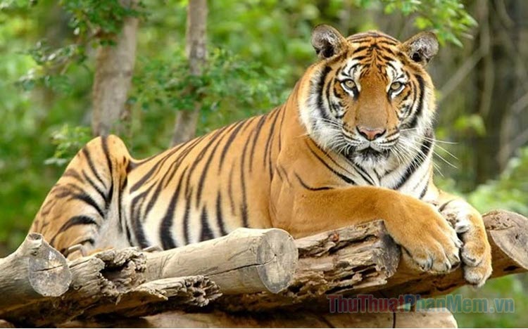 Thông điệp đằng sau giấc mơ thấy hổ là gì? Mơ thấy hổ chốt ngay lô số nào?