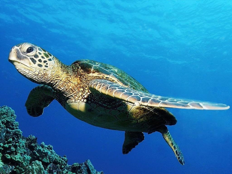 Mơ thấy rùa là điềm tốt hay xấu? Thông điệp giấc mơ thú vị mang đến là gì?