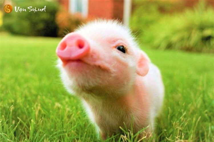 Luận giải giấc mơ thấy lợn cùng các con số tài lộc liên quan