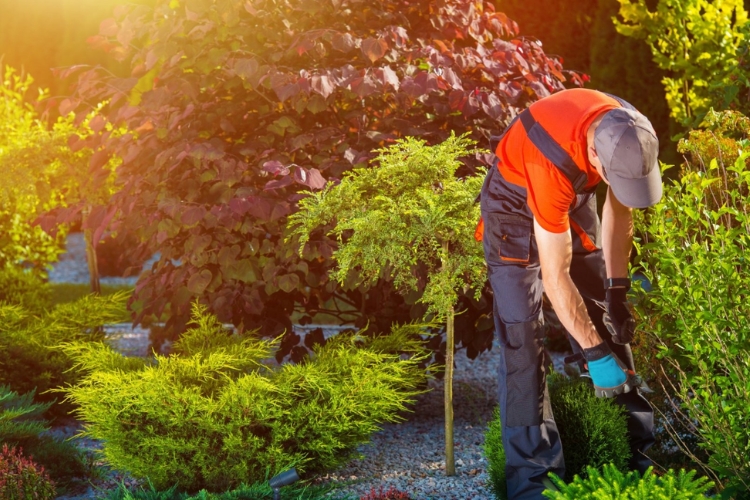 việc làm giữ vườn bao ăn ở