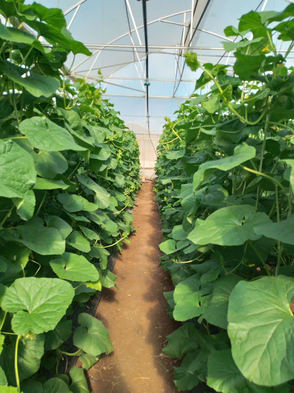 Vườn dưa lưới gia đình